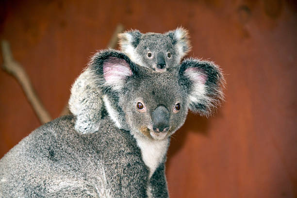 koalas (phascolarctos cinereus) na austrália - koala young animal australia mother imagens e fotografias de stock
