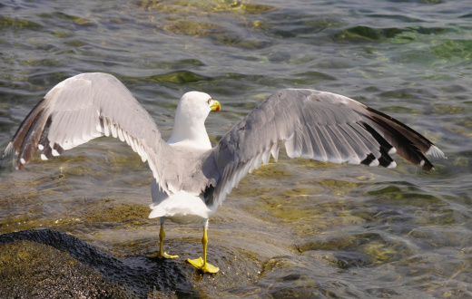 Seagull spreading wings on a rock by the sea, Chalkidiki, Greece
