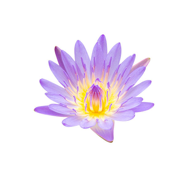 istock Purple water lily Clipping Path 505584803