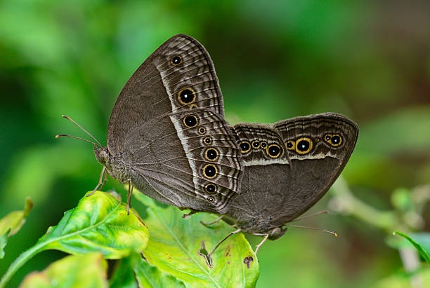 istock side view  of  brown butterfly (Mycalesis perseus)breeding  on 505584879