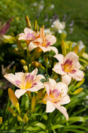 Blooming daylily