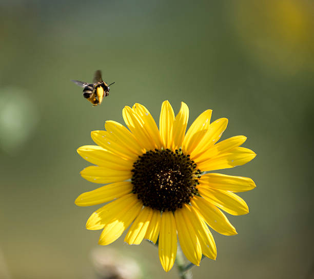 istock Bee Landing on Yellow Flower 505585575