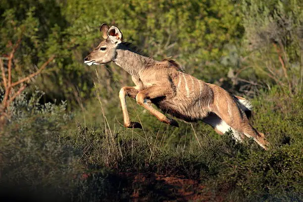 An adult antelope, a female kudu cow jumps and pronks to get away from an approaching lion in this image. South Africa.
