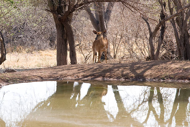 Antelope standing near to pond Small antelope without horns standing near to pond in Kruger National Park, South Africa bushbuck photos stock pictures, royalty-free photos & images