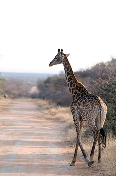 istock Small giraffe walking along the road 505586141