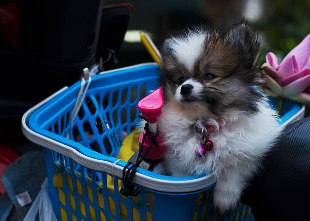 istock Animal pet with little dog background 505587393
