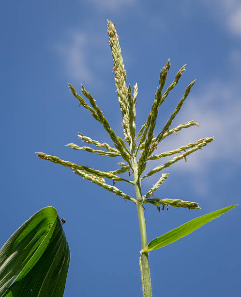 wachsende corn - corn tassel stock-fotos und bilder