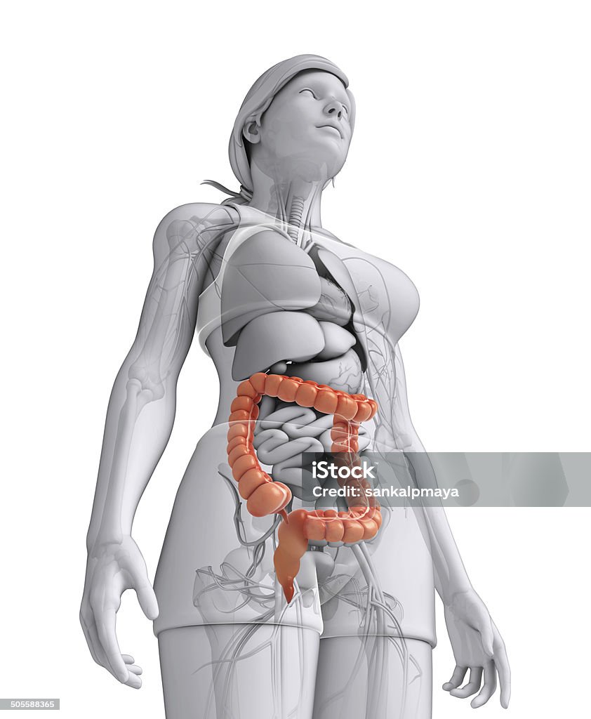 Female large intestine anatomy Illustration of Female large intestine anatomy Abdomen Stock Photo