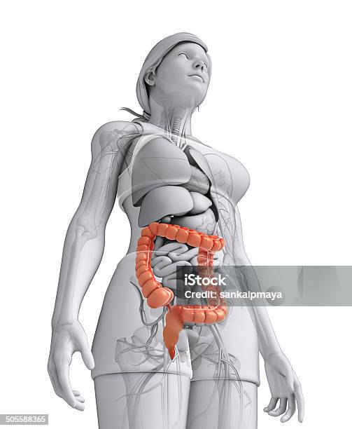 Female Large Intestine Anatomy Stock Photo - Download Image Now - Abdomen, Anus, Ascending Colon