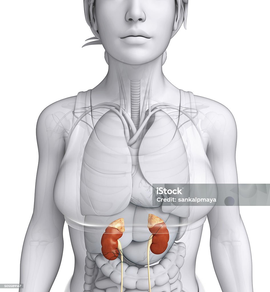 Female urinary system Illustration of Female urinary system Highlights - Hair Stock Photo