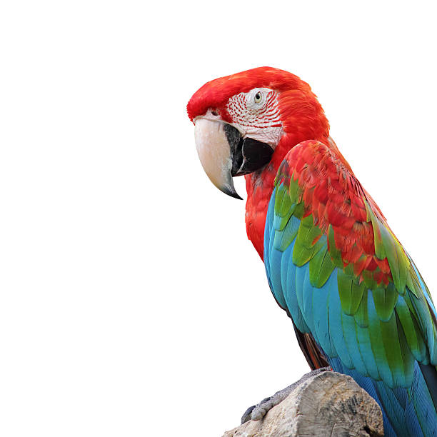 Parrot Macaw  isolated on white background Parrot Macaw  isolated on white background richie mccaw stock pictures, royalty-free photos & images