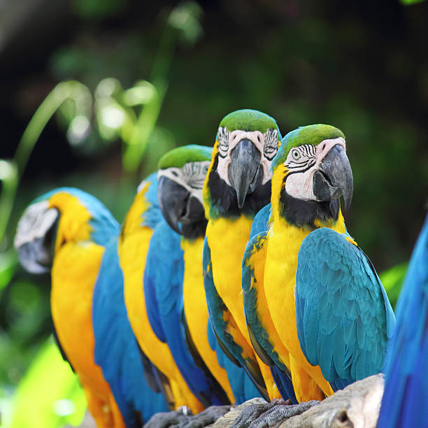 parrot bird sitting on the perch parrot bird sitting on the perch richie mccaw stock pictures, royalty-free photos & images