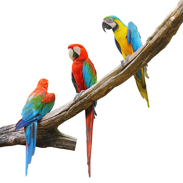 parrot bird sitting on the perch parrot bird sitting on the perch richie mccaw stock pictures, royalty-free photos & images