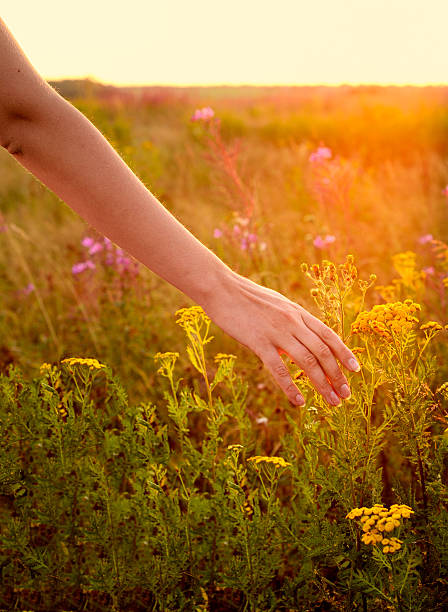 istock Young woman hand in field on sunset 505589669