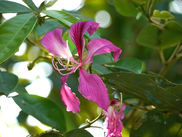 istock Bauhinia Purpurea Linn 505592574