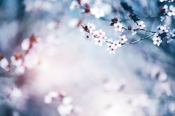 Blooming Cherry Tree Spring background with blooming cherry branches. fruit tree flower sakura spring stock pictures, royalty-free photos & images