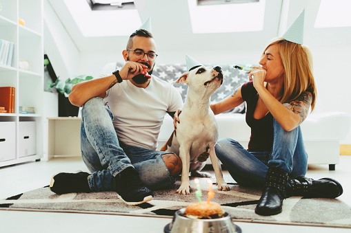 Young Couple Celebrating dog's birthday at home. Female dog is american staffordshire bull terrier. Dog wearing bday hat. Big burger with birthday candles is in front of them. Couple blowing birthday horns. Dog is two years old.