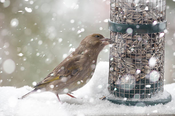 istock Finch in winter -bird in falling snow with seeds 505593878
