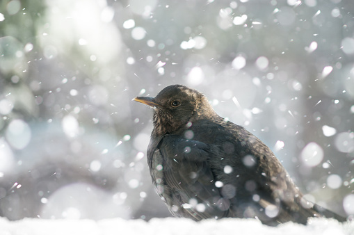 female black bird sitting in snow while falling flakes