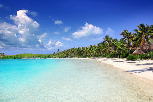 Contoy Island palm treesl caribbean beach Mexico Contoy Island palm trees tropical caribbean white sand beach in Mexico contoy island photos stock pictures, royalty-free photos & images
