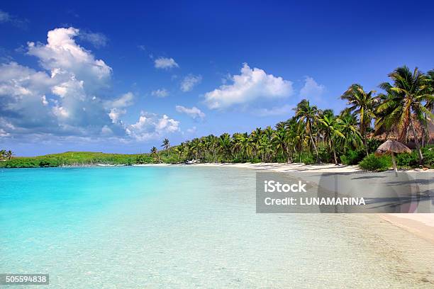 Contoy Island Palm Treesl Caribbean Beach Mexico Stock Photo - Download Image Now - Mayan Riviera, Cancun, Beach