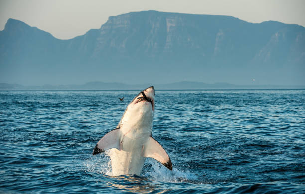 Great White Shark Great White Shark (Carcharodon carcharias) breaching in an attack on seal and swallowed a seal. Hunting of a Great White Shark (Carcharodon carcharias). South Africa great white shark stock pictures, royalty-free photos & images