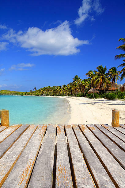istock Contoy Island palm treesl caribbean beach Mexico 505596130