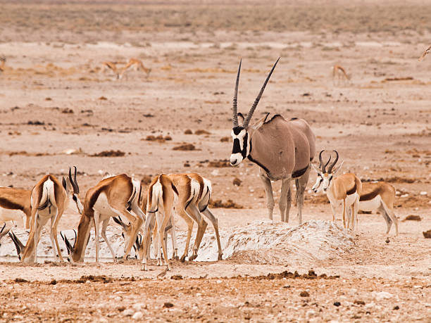istock Gemsbok Oryx and herd of impalas at waterhole 505596240