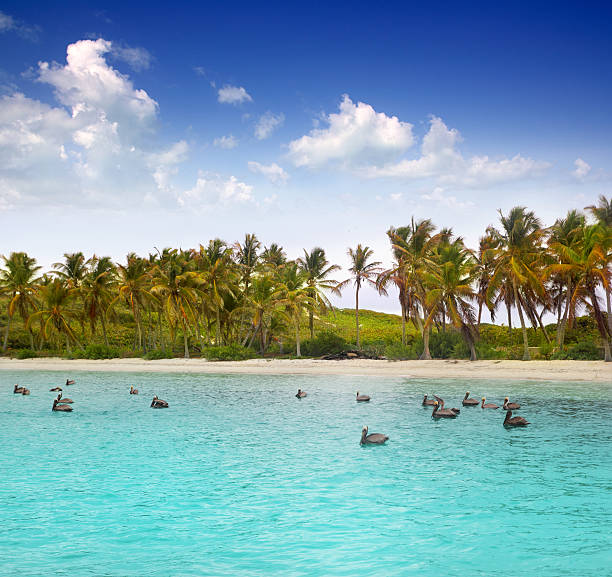 Caribbean pelican turquoise beach tropical sea Caribbean pelican swimming in a turquoise tropical beach in Mexico contoy island photos stock pictures, royalty-free photos & images
