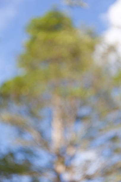 istock Blurred photo of a tree and blue sky background. 505597002