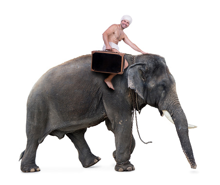 happy mahout rides on an elephant carrying a suitcase
