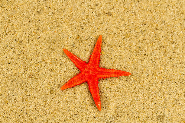 istock Starfish in the sand. Macro 505598640