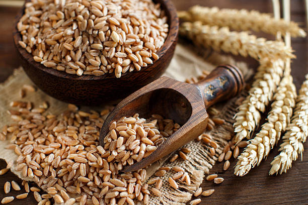 mano humana explican grano entero en un tazón con explican los oídos - wheat whole wheat close up cereal plant fotografías e imágenes de stock