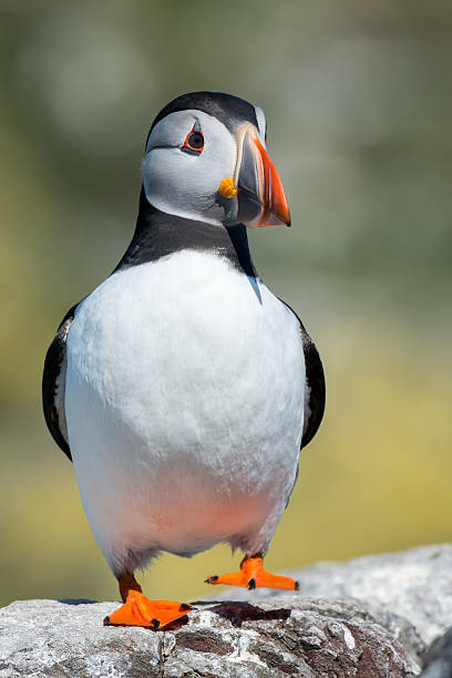 istock Puffin on the Farne Islands 505599640