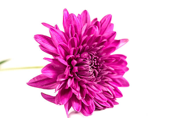 istock Purple Flower Isolated on White Background 505599641