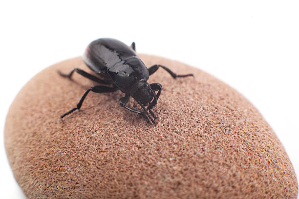 prachtkäfer - nasicornis stock-fotos und bilder