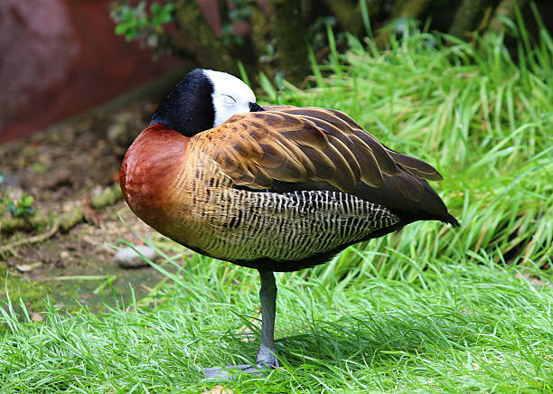 белый сталкиваются свистеть duck dendrocygna viduata перед белый — - white faced whistling duck стоковые фото и изображения