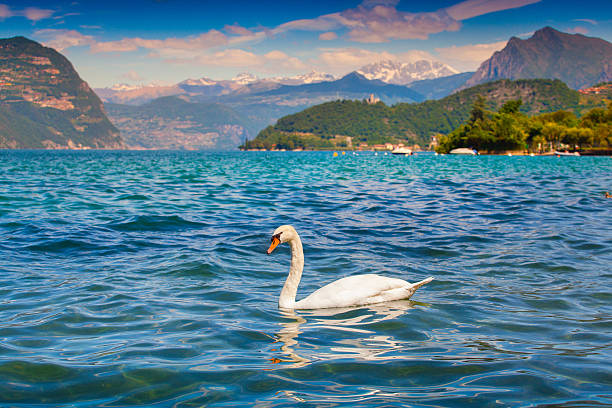 istock White swan on Lake Iseo 505601713