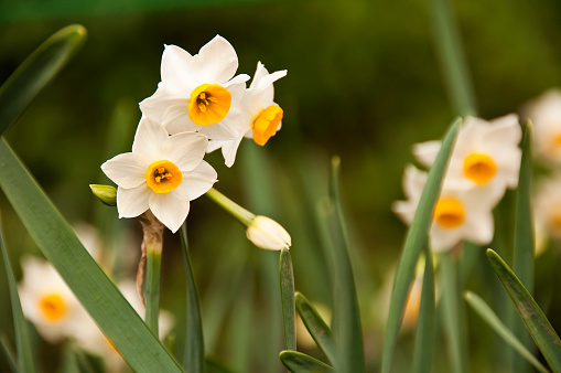 Narcissus tazetta in a garden in Japan