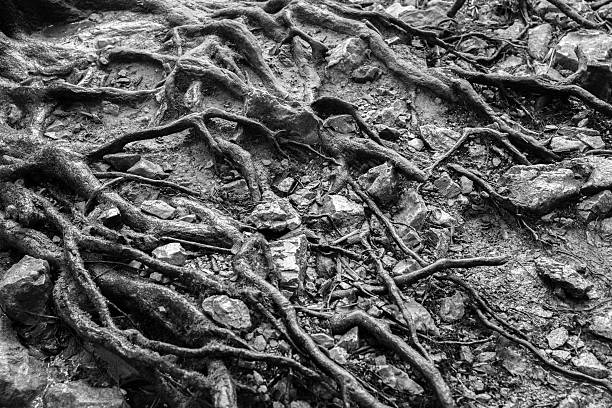 root - root tree sarasota tropical climate stock-fotos und bilder