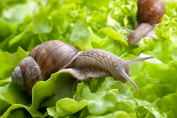 istock Helix pomatia, Burgundy snail 505602215
