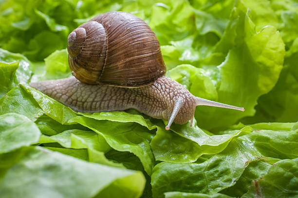 Helix pomatia, Burgundy snail Slug in the garden eating a lettuce leaf. Snail invasion in the garden amphibian photos stock pictures, royalty-free photos & images