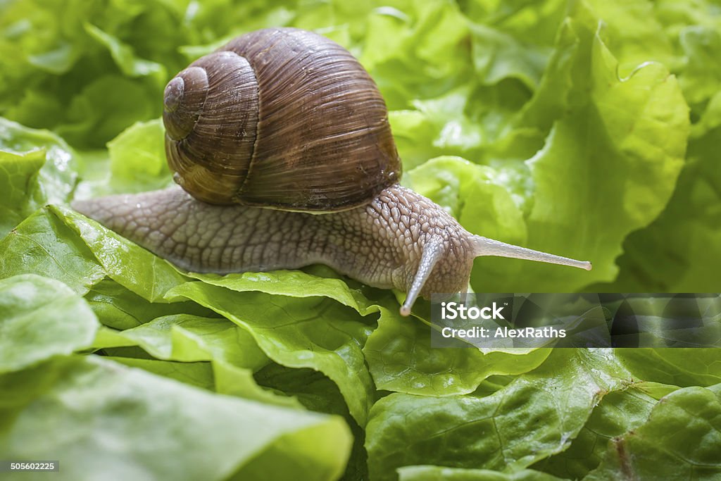 Spirala pomatia, Burgundia snail - Zbiór zdjęć royalty-free (Ślimak - Gastropoda)