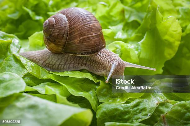 Spirala Pomatia Burgundia Snail - zdjęcia stockowe i więcej obrazów Ślimak - Gastropoda - Ślimak - Gastropoda, Ślimaki, Ślimak nagi