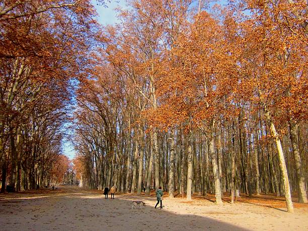 Trees planted neatly in straight rows