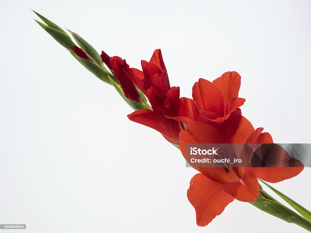 Strahlend schönen Gladiole auf weißem Hintergrund - Lizenzfrei Blumenzwiebel Stock-Foto