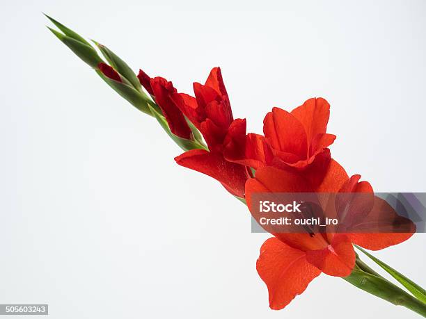 Strahlend Schönen Gladiole Auf Weißem Hintergrund Stockfoto und mehr Bilder von Blumenzwiebel - Blumenzwiebel, Blütenblatt, Einzelne Blume