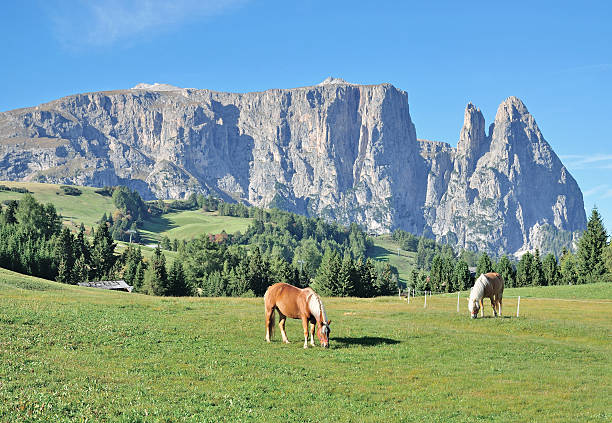istock Seiser Alm,South Tyrol,Dolomites,Italy 505603397