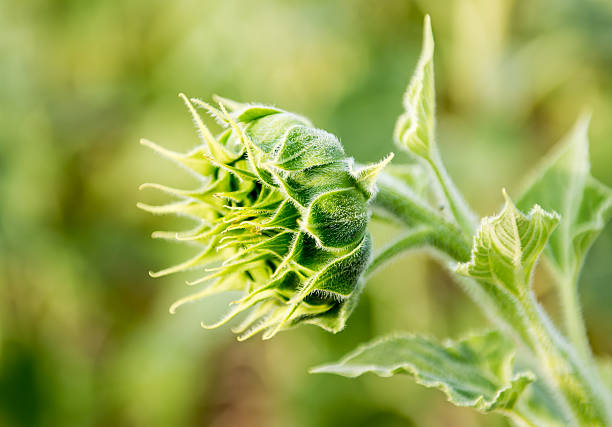 istock side of delicate sunflower 505603566