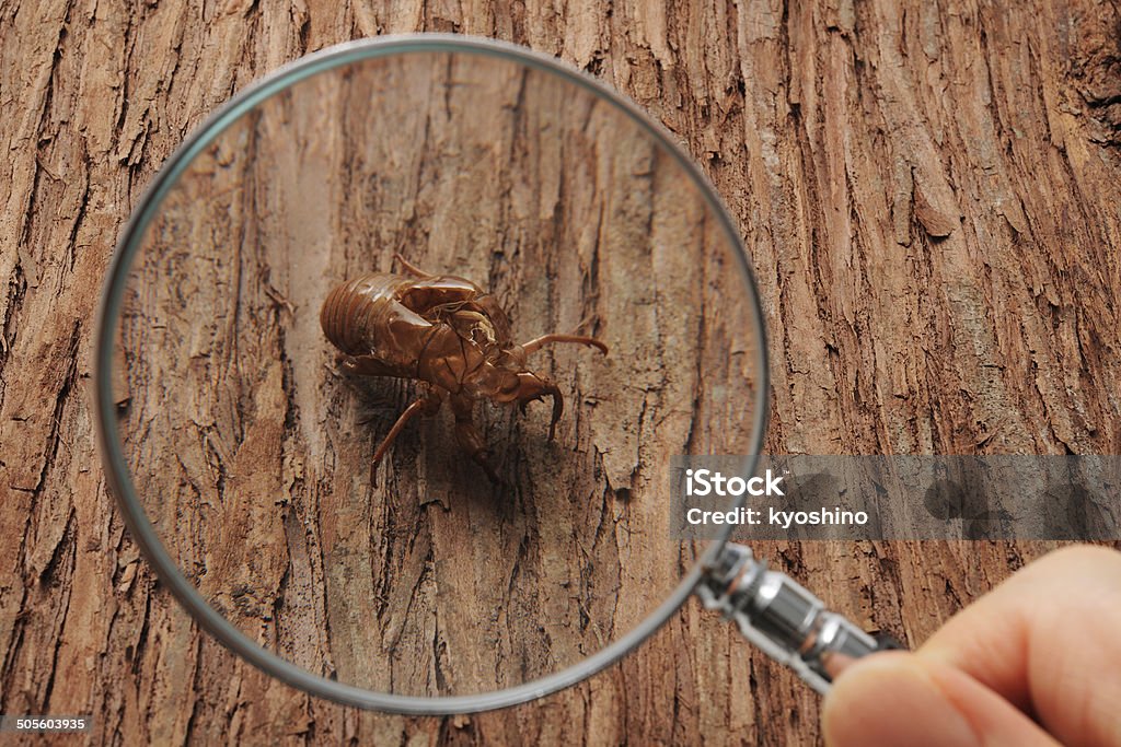 검사 매미 왜고너의 섈, 나무 - 로열티 프리 렌즈-광학 기기 스톡 사진